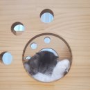 그루밍 까꿍 이미지