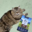 캣에어 | 고양이 사료 끝판왕, 지위픽 캣 에어드라이 소고기 급여 솔직후기