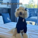 송이패션 | 대형견 봄 데일리룩 끝판왕 ▶︎ 스탠다드푸들 송이의 봄옷 패션룩북 : 몽리베 ( 강아지 옷 추천 )