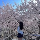 김군네초밥 | 양재천 벚꽃축제 푸드트럭 종류, 2026 행사일정, 돗자리 피크닉, 벚꽃 사진 명소 공유
