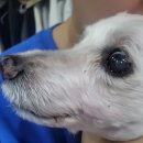 에스동물암센터 | 강아지 흑색종 치료 후기 (2/3)-강아지 항암 : 에스동물암센터