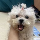 아이러브펫동물병원 은평점 | [내돈내산] 은평구 과잉진료 안 하고 친절한 스머프 동물병원