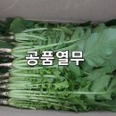 열무 이미지