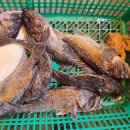 스카이 좌대낚시터 이미지