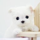 이쁜강아지 이미지