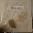 아이드림펫 | 인천 서구 동물 장례식장 아이드림펫 개별화장 투명한 가격