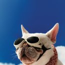 보노도그 이미지