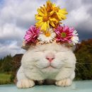 미스사이공베트남쌀국수 이미지