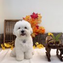 꼬똥사파이어 이미지