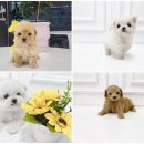 벨라독 | 수원강아지분양 행복한 시작, 벨라독과 함께!