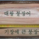 바다장어 이미지