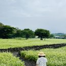와흘메밀마을협의회 | 제주 메밀꽃 명소, 와흘 메밀마을 비 오는 날에도 아름다웠던 후기