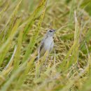 아산의 개개비사촌(Zitting cisticola) 이미지