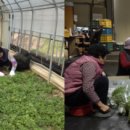 함평참쑥 영농조합법인 이미지