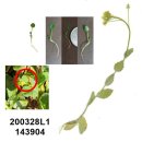 한잎클로버 이미지