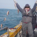 완도17호 이미지