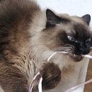 백돈 장안점 | 덩치냥이 고양이이동장 리스펫니코백 내돈내산후기