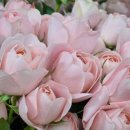 전주꽃집 찾았어요~ “천사꽃집” 방문 후기 💐