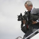 강아지 대통령 이미지