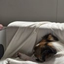 우다다댕산 이미지