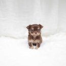 더독스 강아지분양 서울 이미지