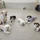 반디유치원 | 하울팟 분당점 | 신입생 반디의 적응 일지