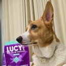 도그스퀘어 | 강아지저알러지간식 루시펫 LUCYPET 힙 투비 스퀘어 치킨 호박 LI 도그 트릿 급여 후기