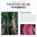 더에스엔티