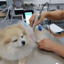 24시명동물메디컬센터