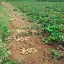 신정리(더리미) 이미지