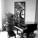 새들피아노 이미지