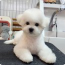 펫플 이미지