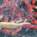 진천관상어 이미지