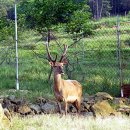 광양사슴농장 이미지