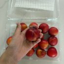 과일왕 | 여름 제철과일 고당도 자두 추천 - 달달하지 왕 대석자두 택배후기