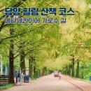 국도24호선가로수 | 담양 메타세콰이어 가로수길 주차 입장료 전남 여행지 산책하기 좋은 가볼만한 곳