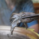 불미골오리 이미지