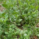 쑥먹은 염소 이미지