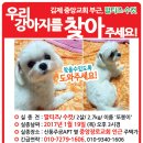 강아지,고양이,전단지제작,실종신고,분실신고,동물찾기,보호소,유기동물,보호센터,동물병원 이미지