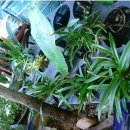 내 집의 분경 이미지