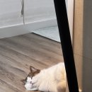 N | 내돈내산 캐치웰 자동 먼지 비움 청소기 CX PRO 매직 타워 N 후기