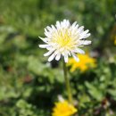 민들레한약국 이미지