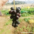 (주)포도스튜디오 네이버블로그