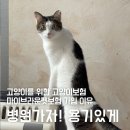 마이브라운 | 병원가자 용기있게 마이브라운 다이렉트 가입 후기