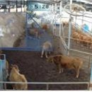 쑥쑥한우농장 이미지