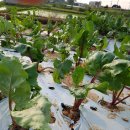 한삼농장 이미지