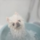 멍테일즈 이미지