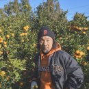 한가족농장 | 12월19일 자파리감귤체험농장 귤밭컨디션 황금향체험 종료임박 감귤체험 귤따기체험