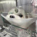 노아동물병원 | 남구 동물병원 노아동물병원 첫입원