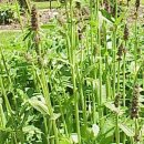 신토불이약초식당 이미지